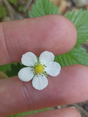 jahoda (Fragaria)