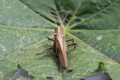 Schistocerca impleta