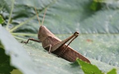 Schistocerca impleta