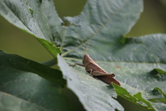 Schistocerca impleta