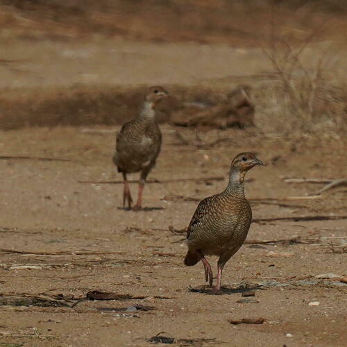 gray francolin (Ortygornis pondicerianus)