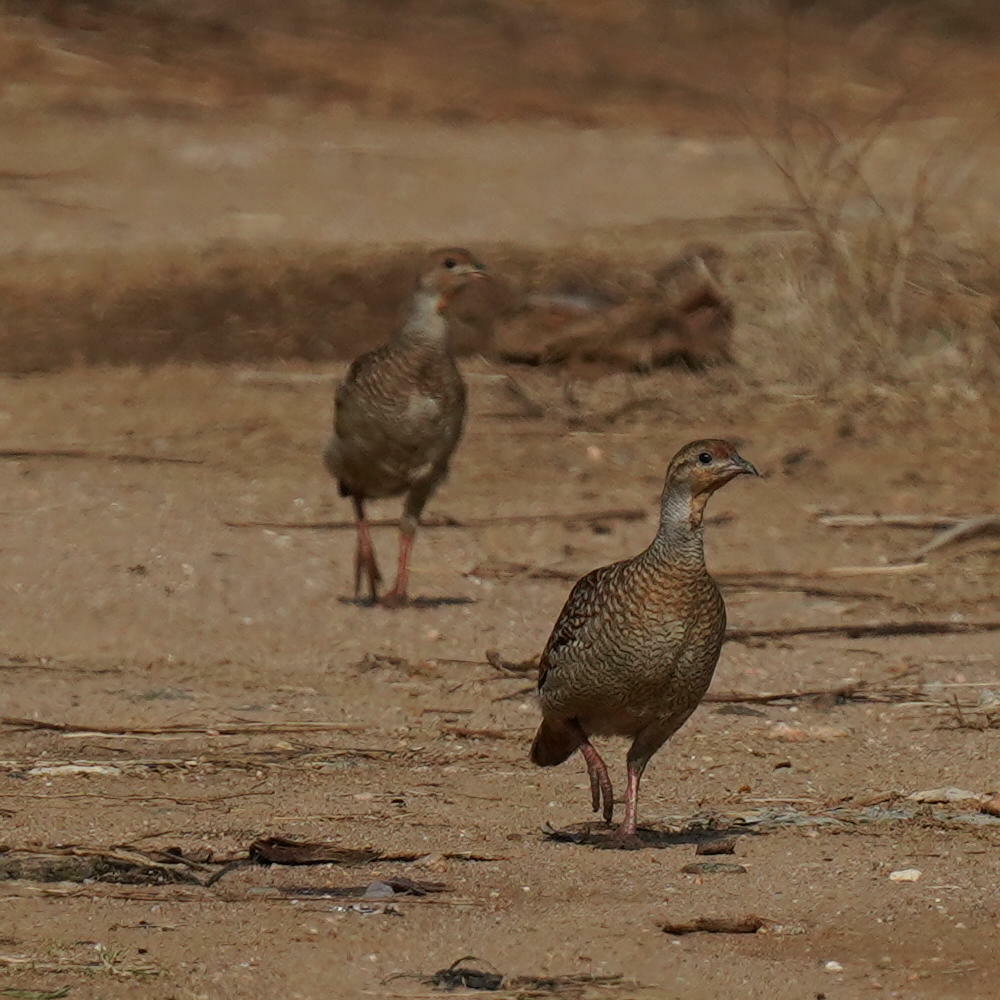 Grey Francolin illustration