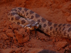 Heterodon nasicus