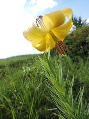Lilium kesselringianum