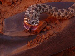 Heterodon nasicus