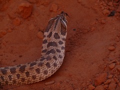 Heterodon nasicus