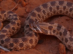 Heterodon nasicus
