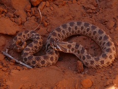 Heterodon nasicus