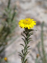 Oedera fruticosa