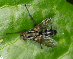 Vanderwulpia sequens