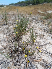 Oedera fruticosa