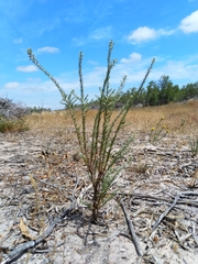 Oedera fruticosa