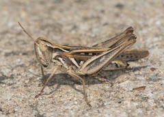 Orphulella speciosa
