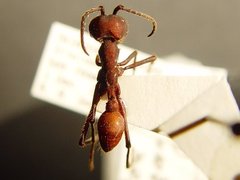 Eciton vagans