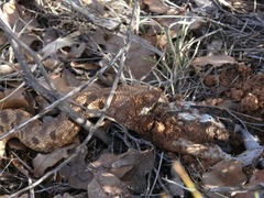 Heterodon nasicus