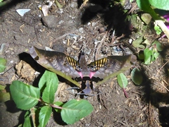 Adhemarius sexoculata