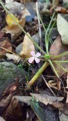 Geranium maculatum