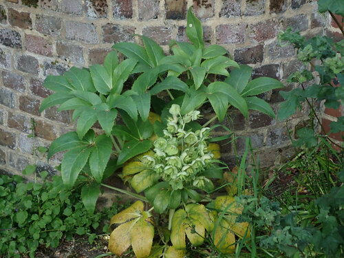 Helleborus argutifolius