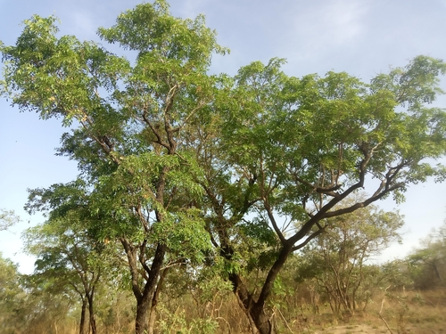 African kino (Pterocarpus erinaceus)