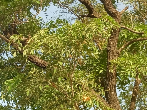 Image of Pterocarpus erinaceus by (c) Lucky Okpanachi Atabo, some rights reserved (CC BY)