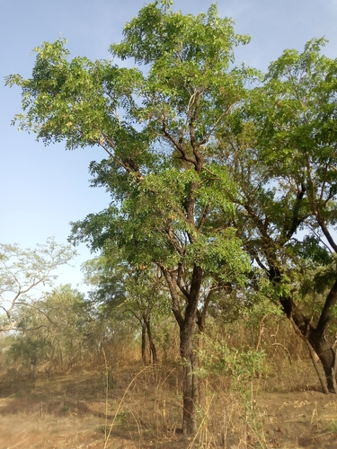 Image of Pterocarpus erinaceus by (c) Lucky Okpanachi Atabo, some rights reserved (CC BY)