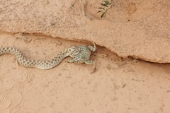 Heterodon nasicus