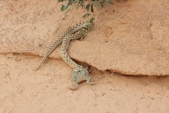 Heterodon nasicus