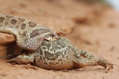 Heterodon nasicus