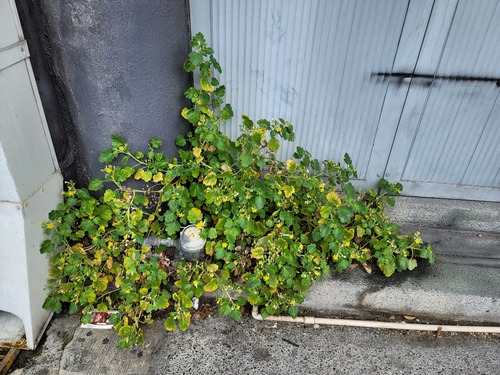 Lobed-leaf stingbush (Eucnide lobata)
