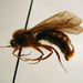 Labidus auropubens