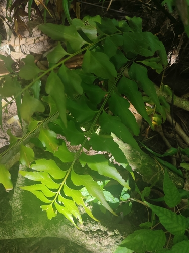 Asplenium macrophyllum observed 2023-05-24