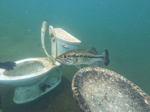 Micropterus salmoides