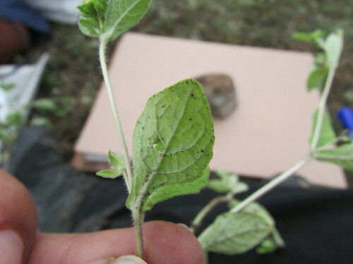 Image of Rough blackfoot by (c) Carlos Martorell, some rights reserved (CC BY)