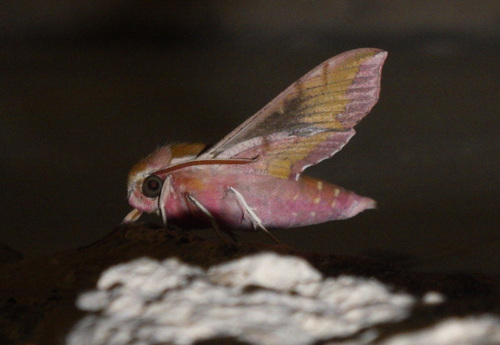 Small Elephant Hawkmoth photo 2