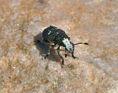 Platystomos albinus