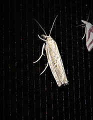 Fissicrambus profanellus