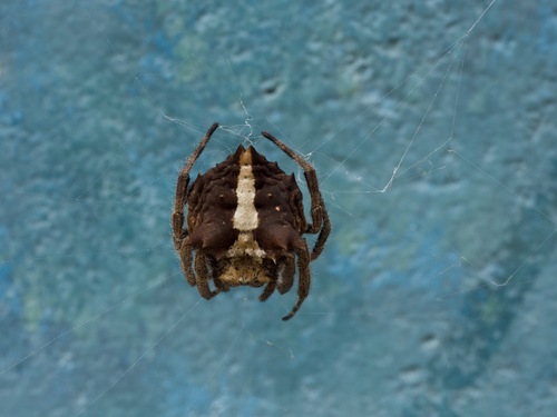 Caerostris extrusa