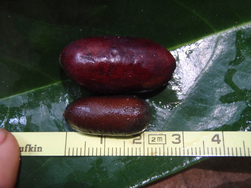 Genus Annickia · iNaturalist