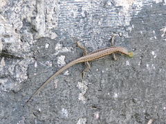 Georgian Lizard photo 3