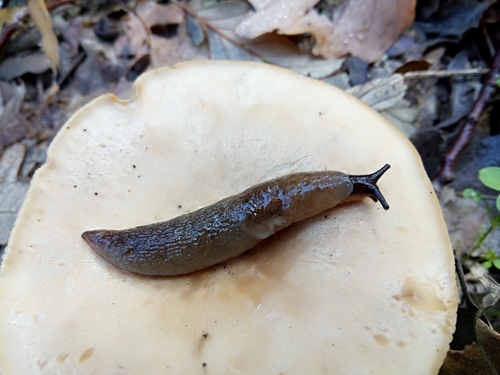 Agriolimacidae