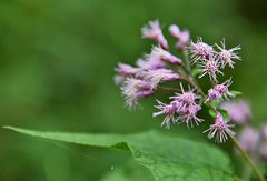 Peteravenia malvifolia