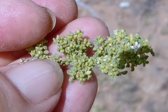 Aizoon herniariifolium