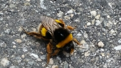 Bombus terrestris lusitanicus