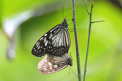 Ideopsis juventa