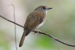 Pachycephala cinerea