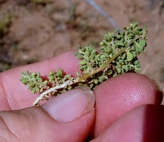 Aizoon herniariifolium