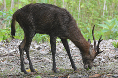 Rusa timorensis