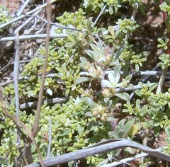 Aizoon herniariifolium