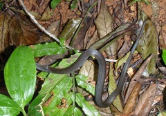 Natriciteres