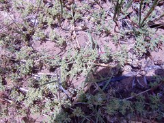 Aizoon herniariifolium